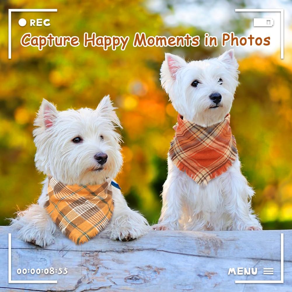 Two white dogs with plaid scarves sitting on a wooden surface with a blurred natural background.