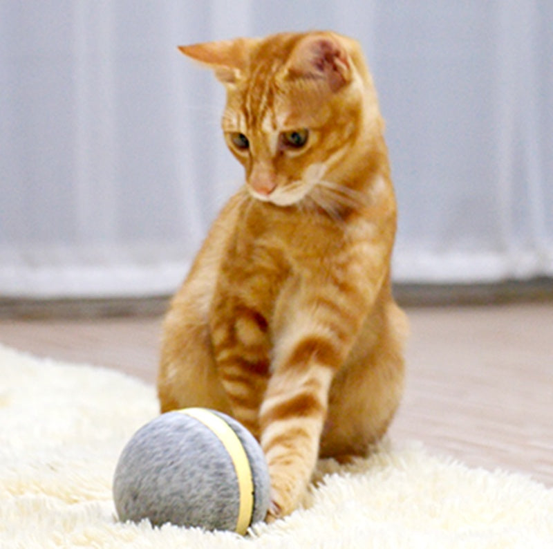 Cute cat playing with bouncing toy ball for exercise and mental stimulation