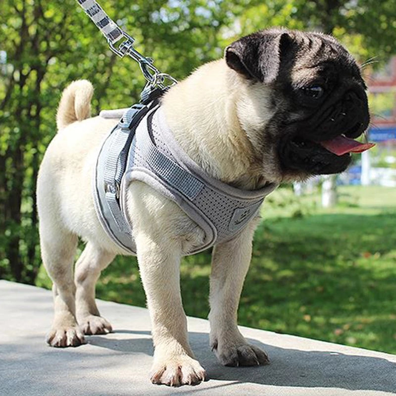 Pug wearing a harness and leash outdoors on a sunny day