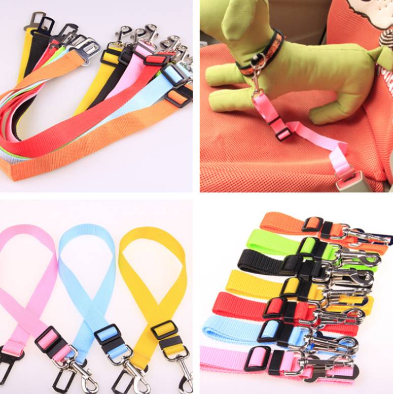 Collection of colorful dog leashes and collars with a dog wearing one on a red surface.