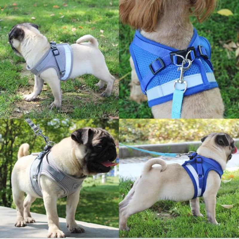 Collage of a pug wearing different dog harnesses in various outdoor settings.