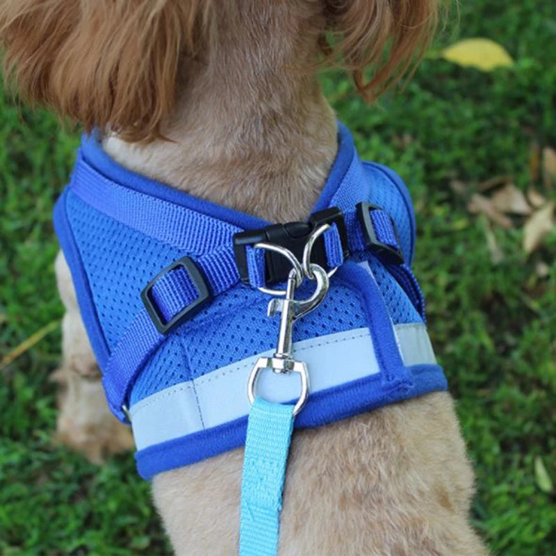 Dog wearing a blue harness with a leash on a grassy background