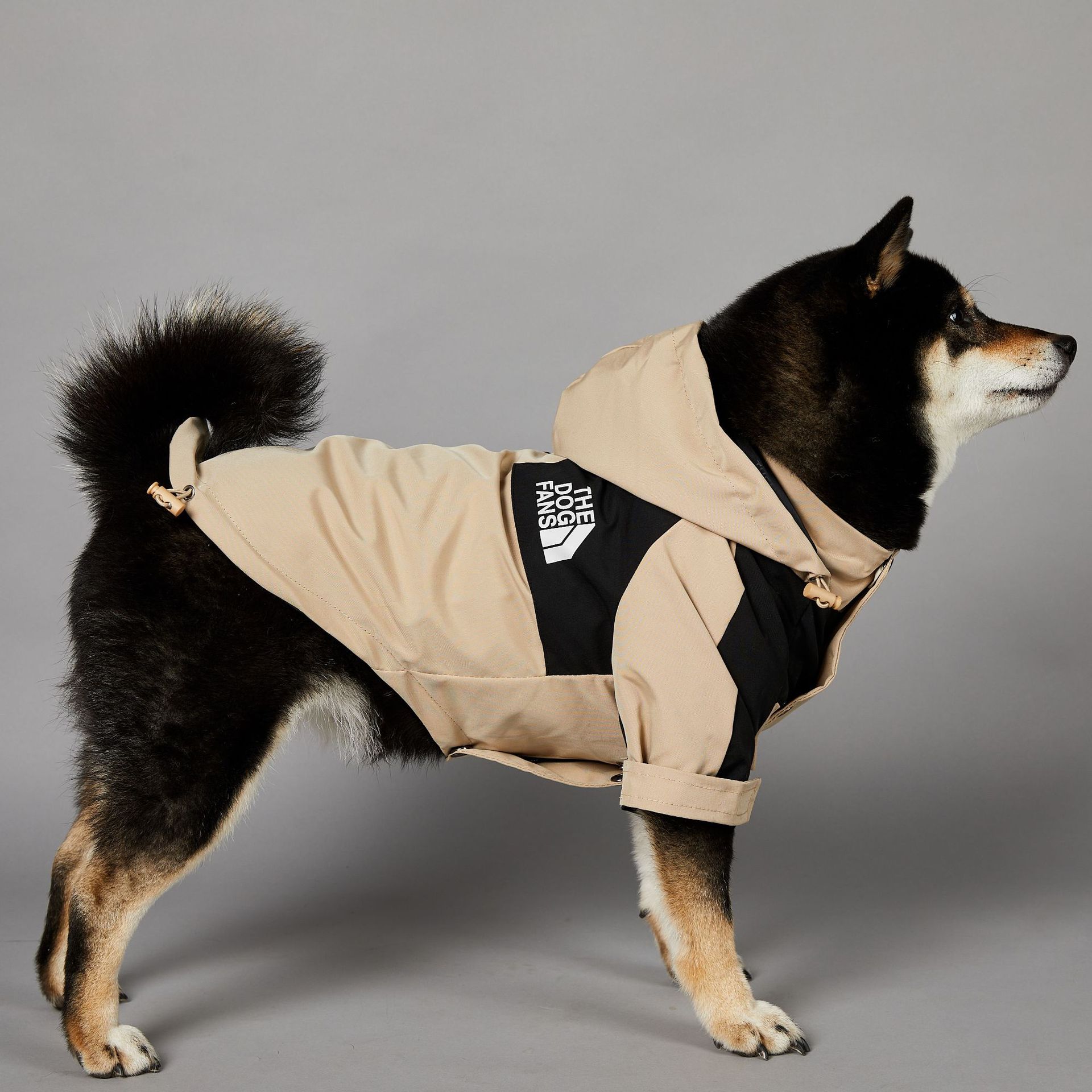 Dog wearing a beige and black coat on a gray background