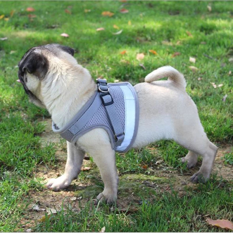 Pug wearing a gray harness on a grassy field